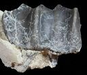 Fossil Brontotherium (Titanothere) Molar - South Dakota #50802-3